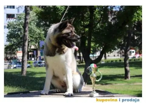 TOP stenci Američke akite - 8/11