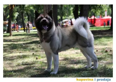 TOP stenci Američke akite - 9/11