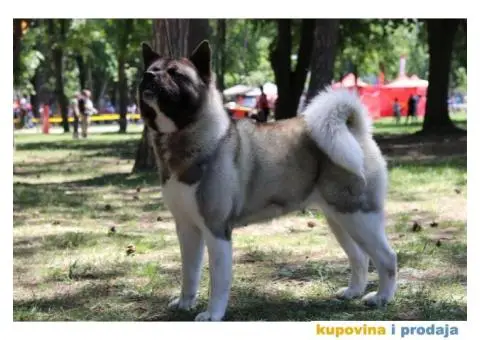 TOP stenci Američke akite - 10/11