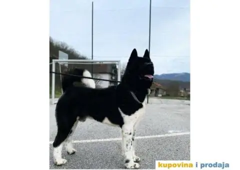 TOP stenci Američke akite - 11/11