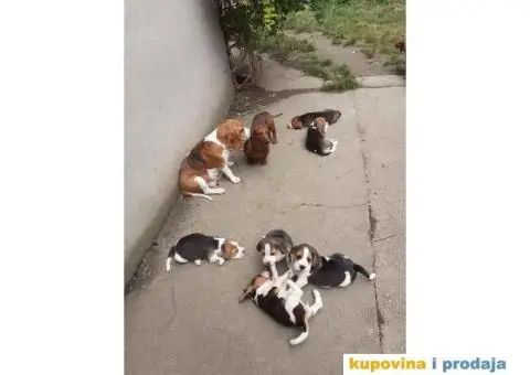 Na prodaju BIGL stenci, stari 6 nedelja - 1/3