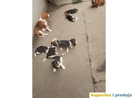 Na prodaju BIGL stenci, stari 6 nedelja - 2/3