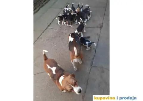 Na prodaju BIGL stenci, stari 6 nedelja - 3/3