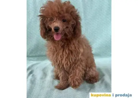 Crvena toy pudla – žensko štene - 1/9