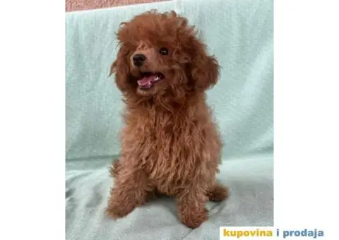 Crvena toy pudla – žensko štene - 2/9