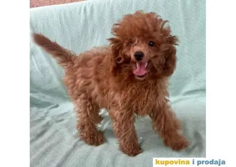 Crvena toy pudla – žensko štene - 3/9