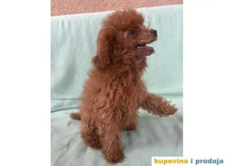 Crvena toy pudla – žensko štene - 4/9