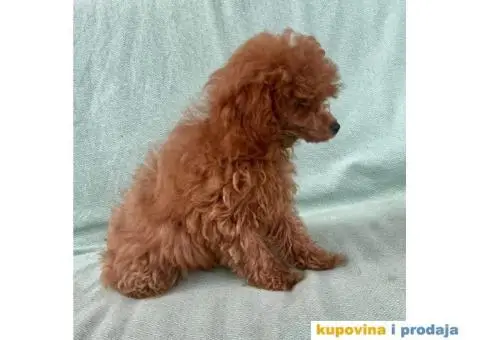 Crvena toy pudla – žensko štene - 5/9