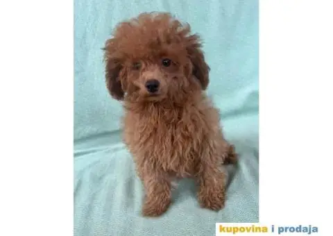 Crvena toy pudla – žensko štene - 6/9