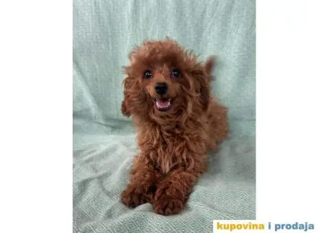 Crvena toy pudla – žensko štene - 7/9