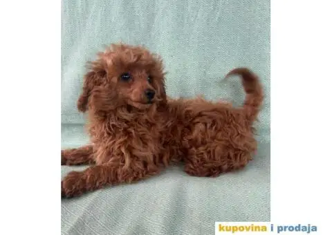 Crvena toy pudla – žensko štene - 8/9