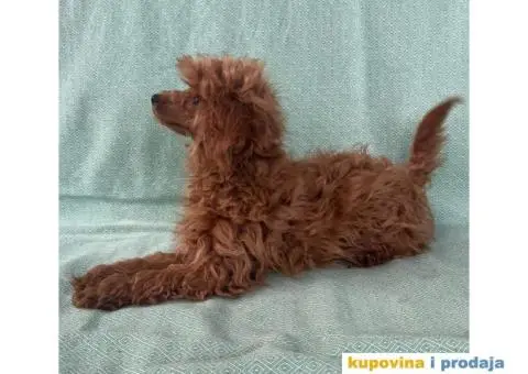 Crvena toy pudla – žensko štene - 9/9