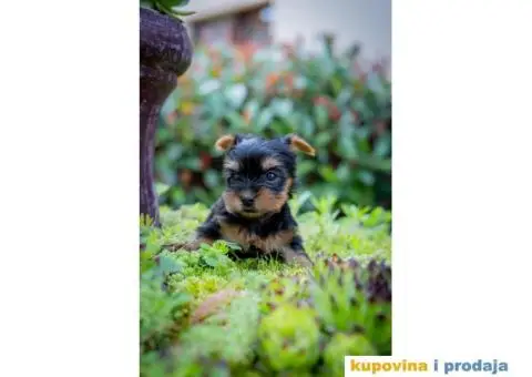 Jorkširski terijer YORKI - 1/5