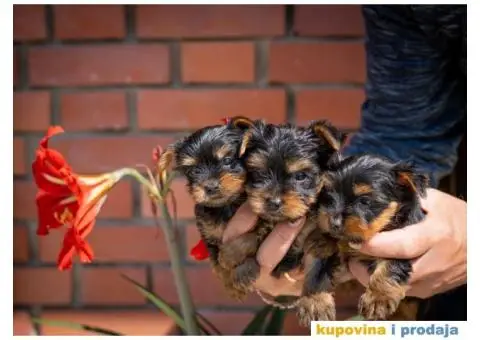 Jorkširski terijer YORKI - 3/5