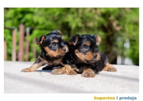 Jorkširski terijer YORKI - 4/5