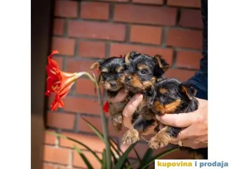 Jorkširski terijer YORKI - 5/5