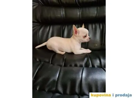 Mikro civava spremna za preuzimanje, - 1/10