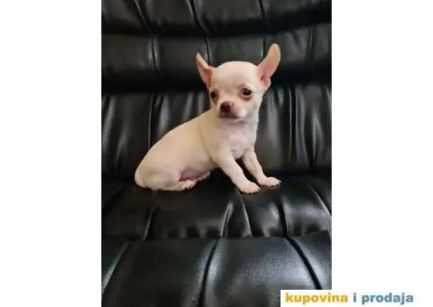 Mikro civava spremna za preuzimanje, - 2/10