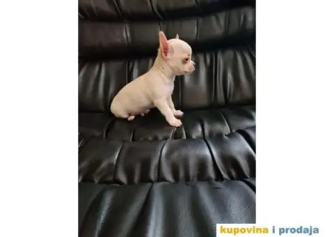 Mikro civava spremna za preuzimanje, - 3/10