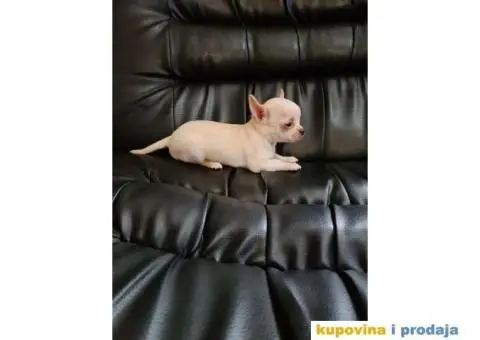 Mikro civava spremna za preuzimanje, - 4/10