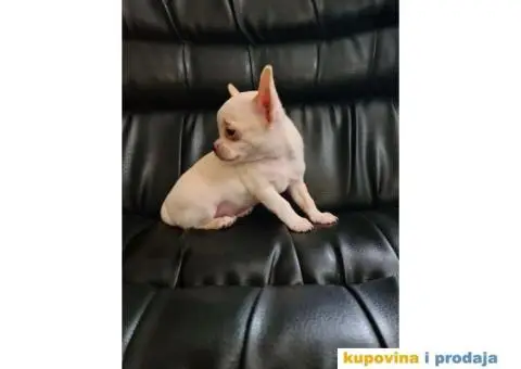 Mikro civava spremna za preuzimanje, - 5/10