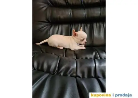 Mikro civava spremna za preuzimanje, - 6/10