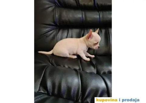 Mikro civava spremna za preuzimanje, - 7/10