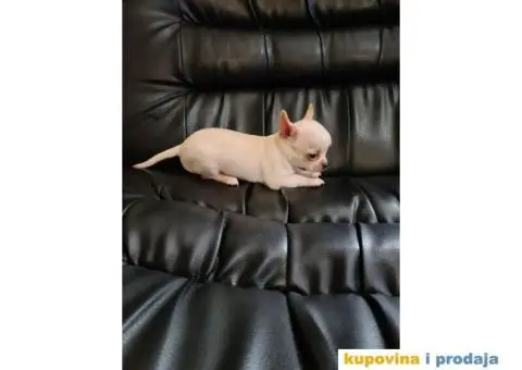 Mikro civava spremna za preuzimanje, - 8/10