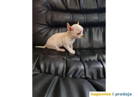 Mikro civava spremna za preuzimanje, - 9/10