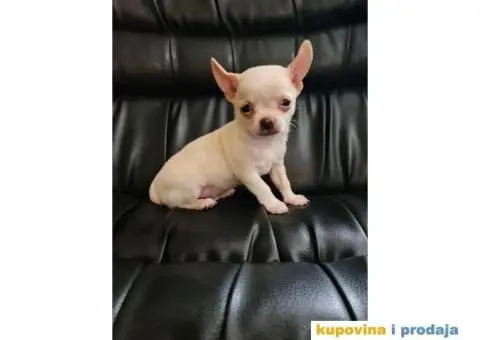 Mikro civava spremna za preuzimanje, - 10/10