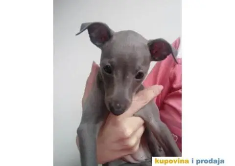 MALI ITALIJANSKI HRTOVI Ženkica sive boje - 2/4