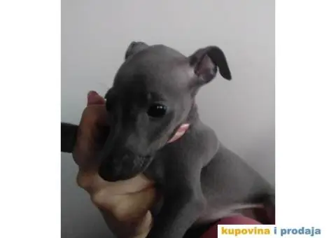 MALI ITALIJANSKI HRTOVI Ženkica sive boje - 3/4