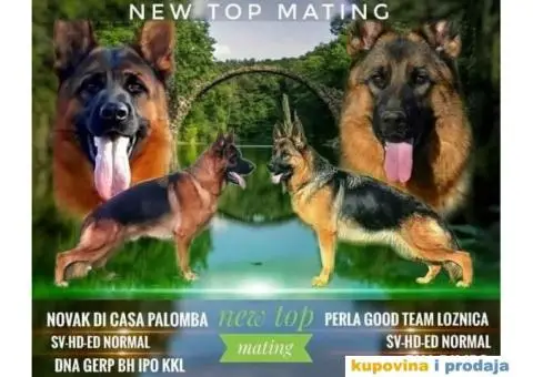 Nemački ovčar dve ženke - 1/6