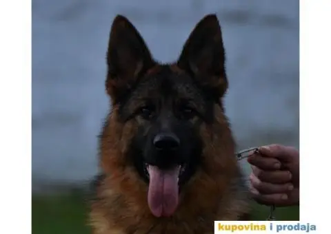 Nemački ovčar dve ženke - 2/6