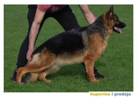 Nemački ovčar dve ženke - 3/6