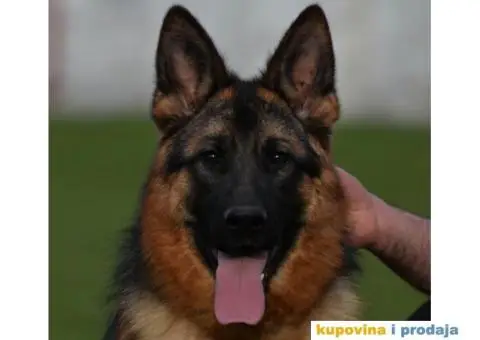 Nemački ovčar dve ženke - 4/6