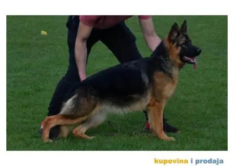 Nemački ovčar dve ženke - 5/6