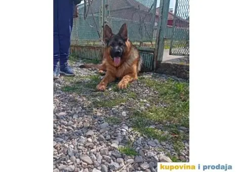 Nemački ovčar dve ženke - 6/6