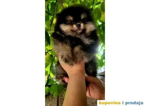 Pomeranac BOO medvedići, Pomeranski Špic štenci - 1/5