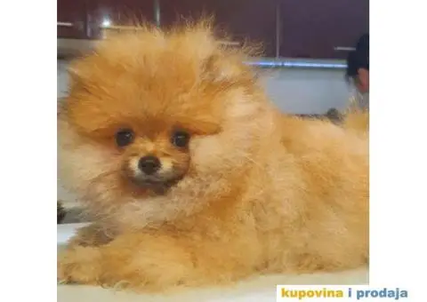 Pomeranac BOO medvedići, Pomeranski Špic štenci - 2/5