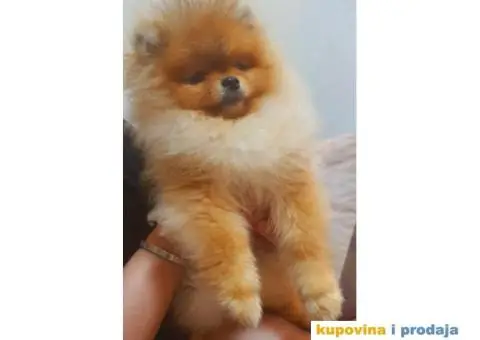 Pomeranac BOO medvedići, Pomeranski Špic štenci - 3/5