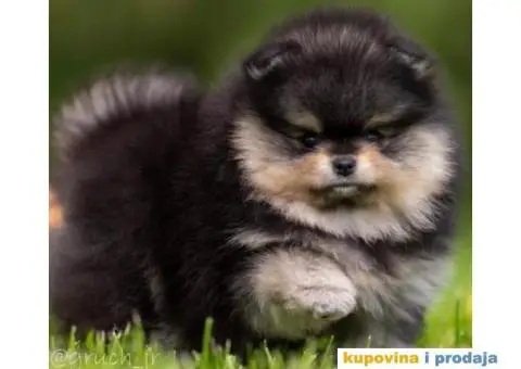 Pomeranac BOO medvedići, Pomeranski Špic štenci - 4/5