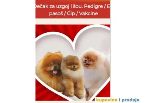 Pomeranac BOO medvedići, Pomeranski Špic štenci - 5/5