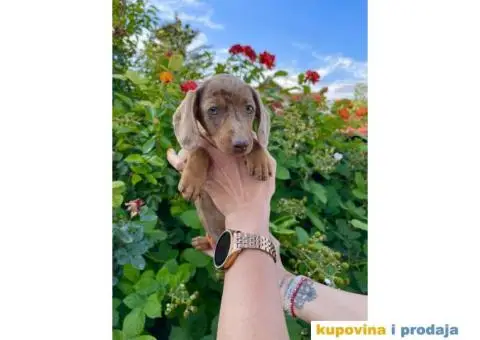 Patuljasti Jazavičar egzotične boje - 3/10