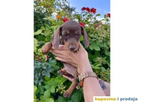 Patuljasti Jazavičar egzotične boje - 4/10