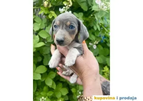 Patuljasti Jazavičar egzotične boje - 5/10