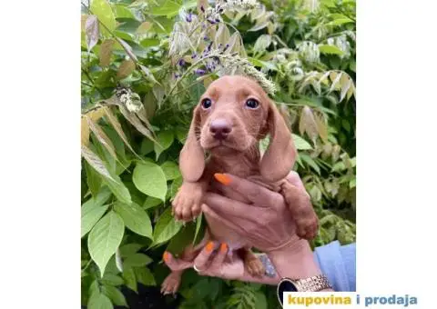 Patuljasti Jazavičar egzotične boje - 6/10