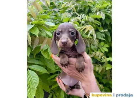 Patuljasti Jazavičar egzotične boje - 7/10