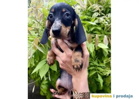 Patuljasti Jazavičar egzotične boje - 8/10