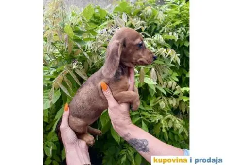 Patuljasti Jazavičar egzotične boje - 9/10